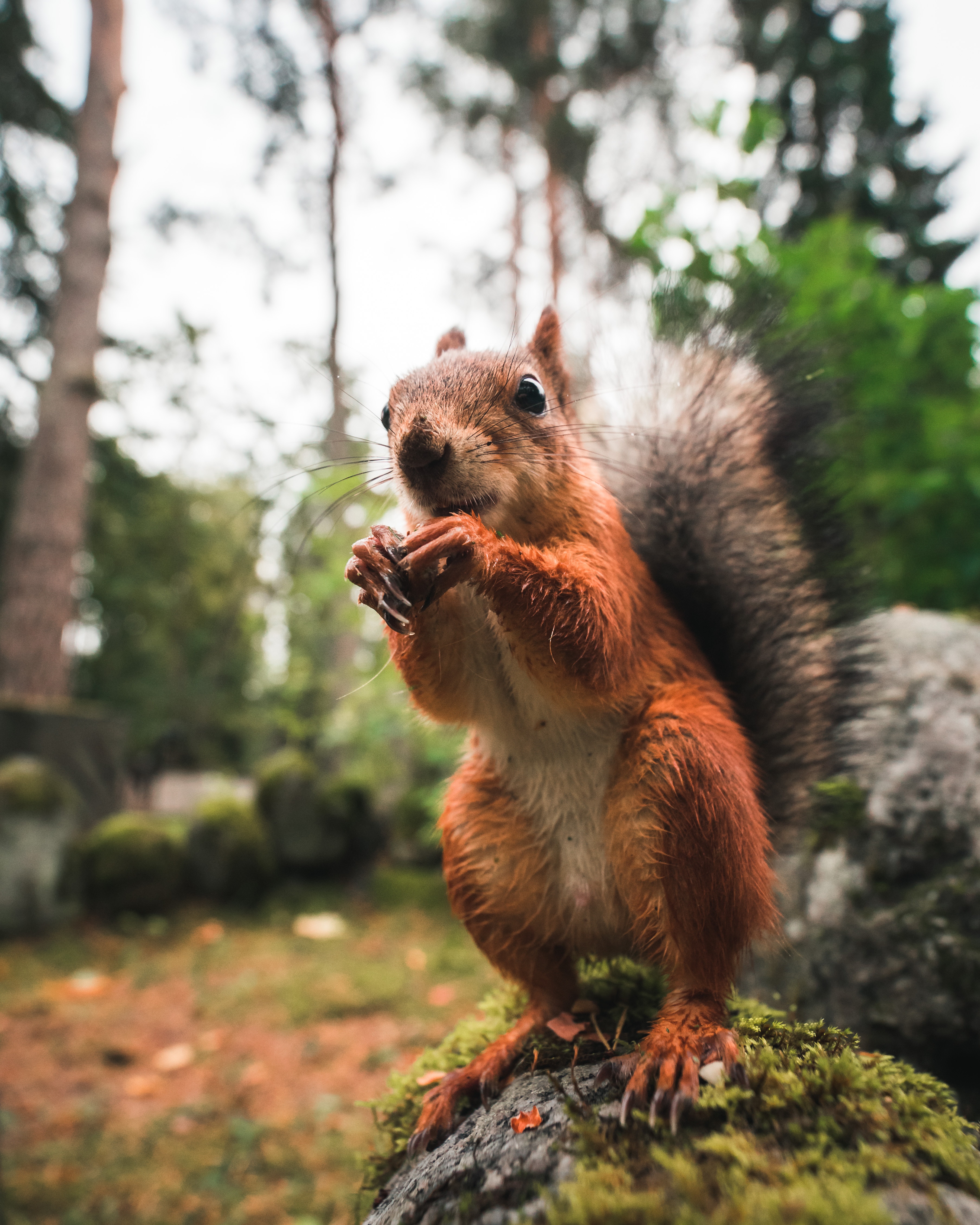 squirrel in tree 