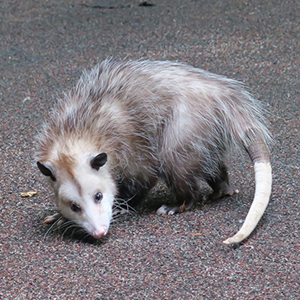 photo of opossum